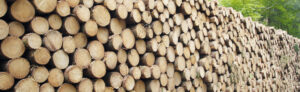Как осуществлять закупку древесины